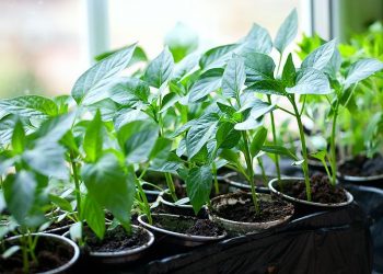 В очікуванні сезону