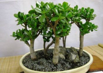 Товстянка, або грошове дерево, має лікувальні властивості