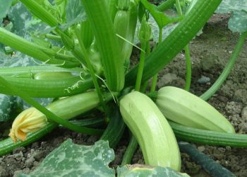 Маю ранні кабачки, коли в інших вони тільки зав’язуються