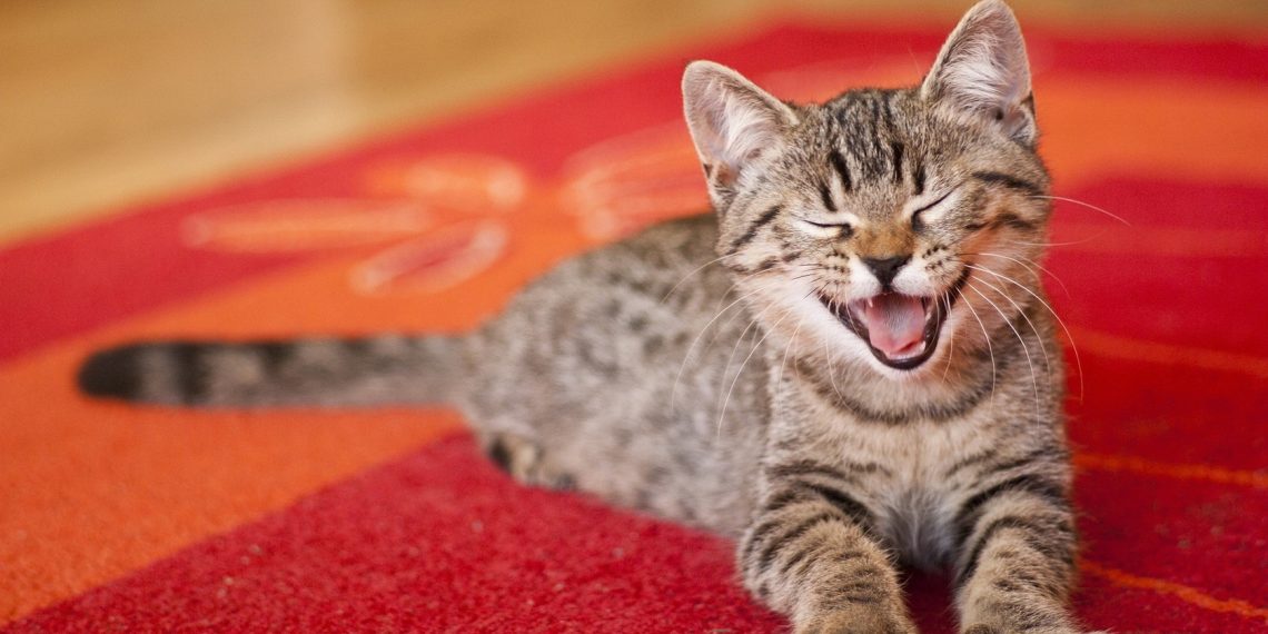 Чистимо килим без пилососа, не виносячи з дому