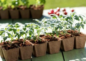 Томати на двох коренях — секрет високої урожайності