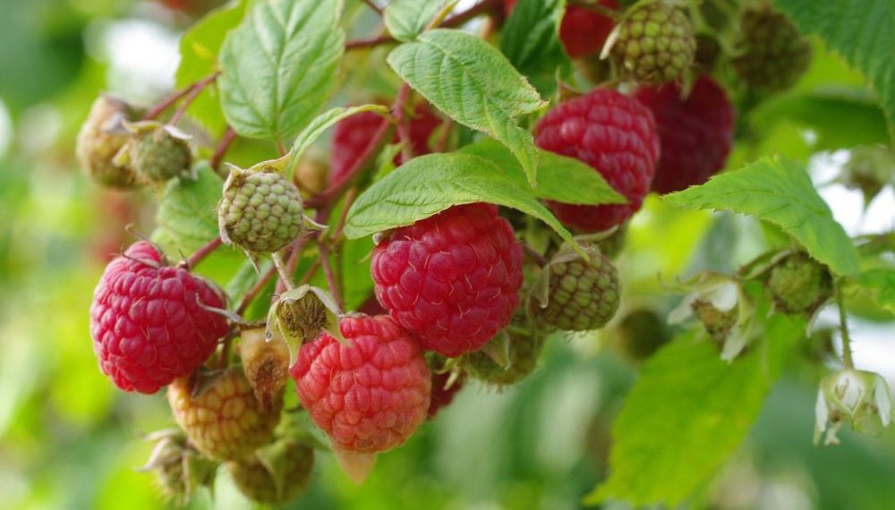 Що лікують гілочки малини