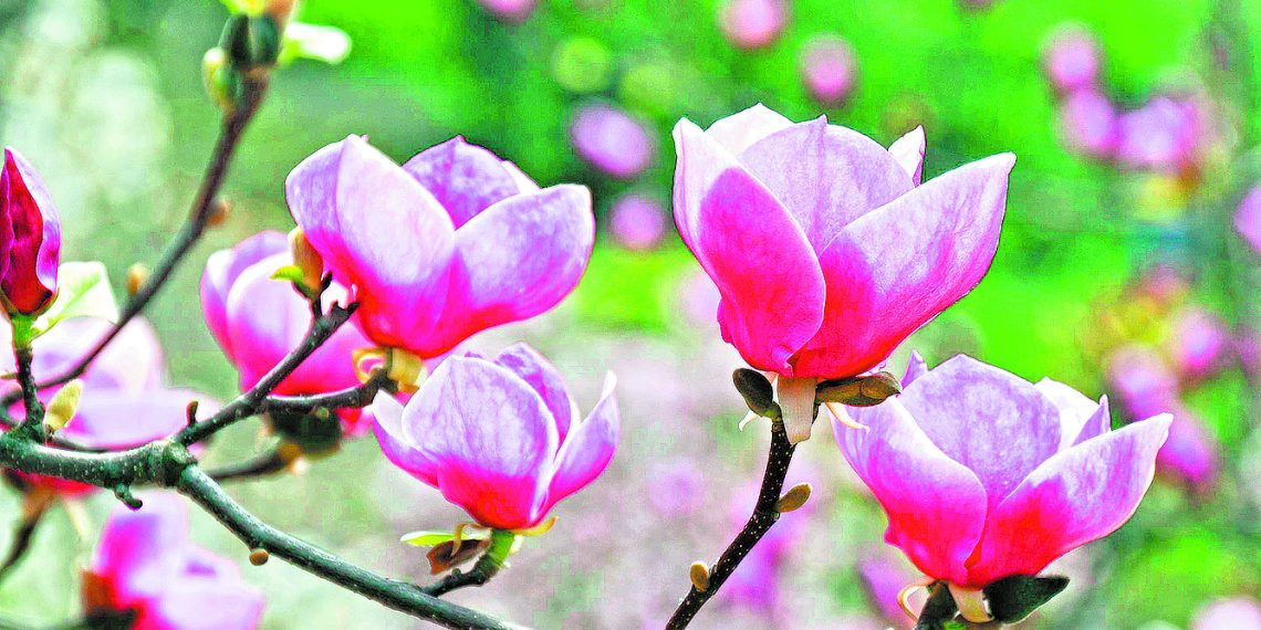 На Теплого Олекси