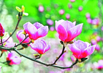 На Теплого Олекси