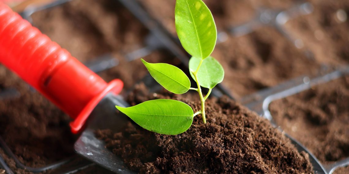 Щоб розсада виросла міцною