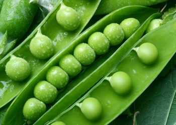 Де посадити горох?