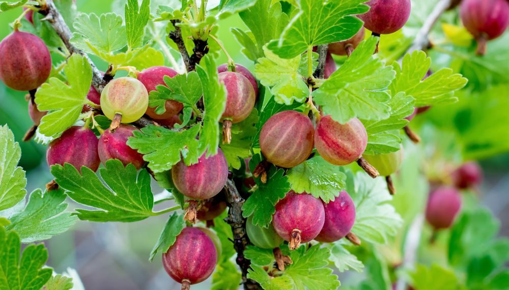 Потурбуйтеся про аґрус