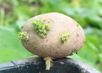 3 способи пророщування картоплі