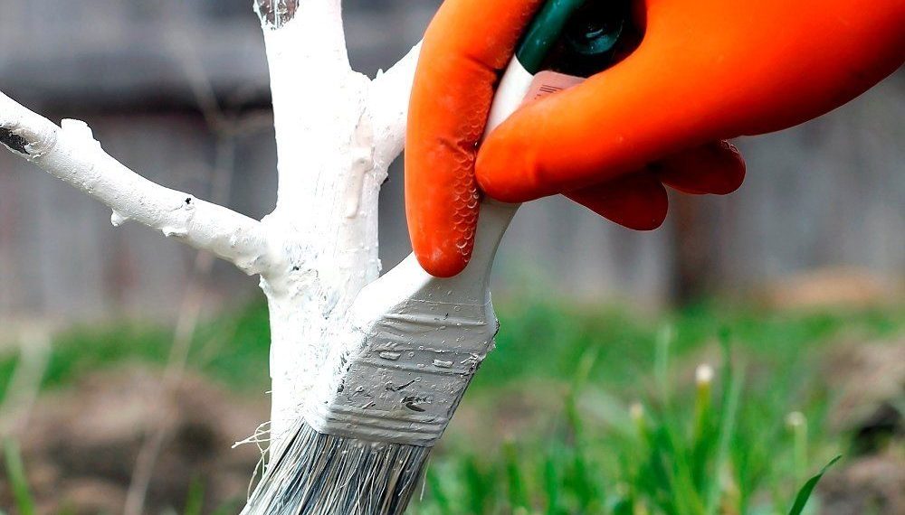 Чим зручніше білити дерева?