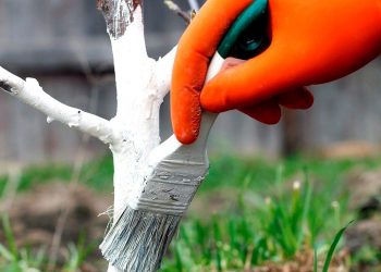 Чим зручніше білити дерева?