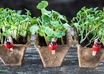 Більше світла розсаді!