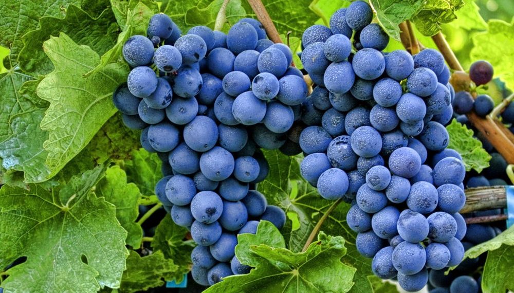 5 способів укорінення винограду в кімнатних умовах