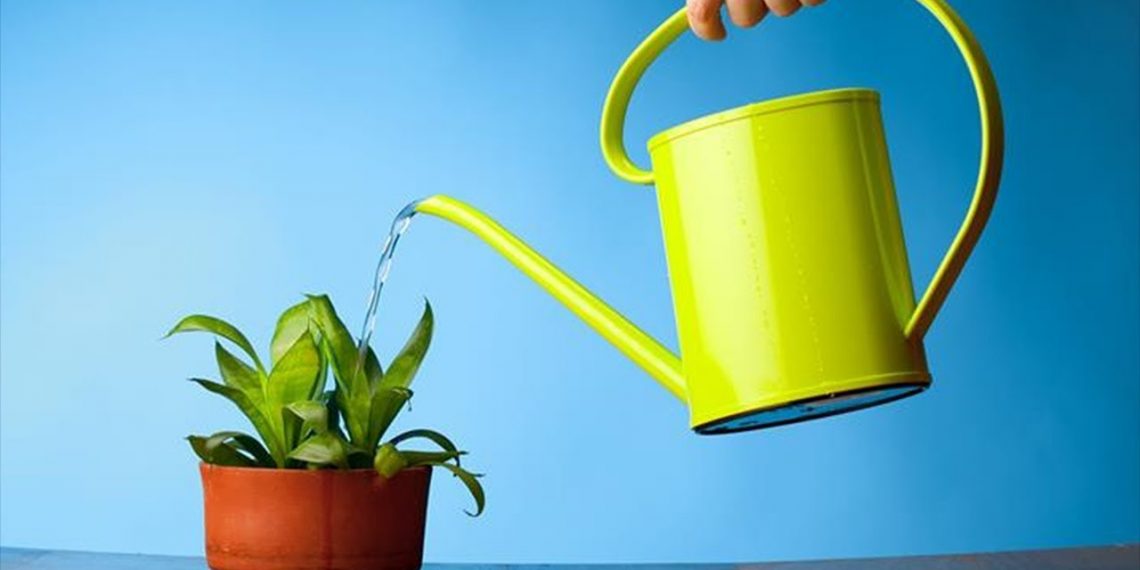 Чи суха земля у вазоні