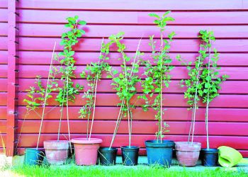 Глиняна бовтанка врятує корені від пересихання