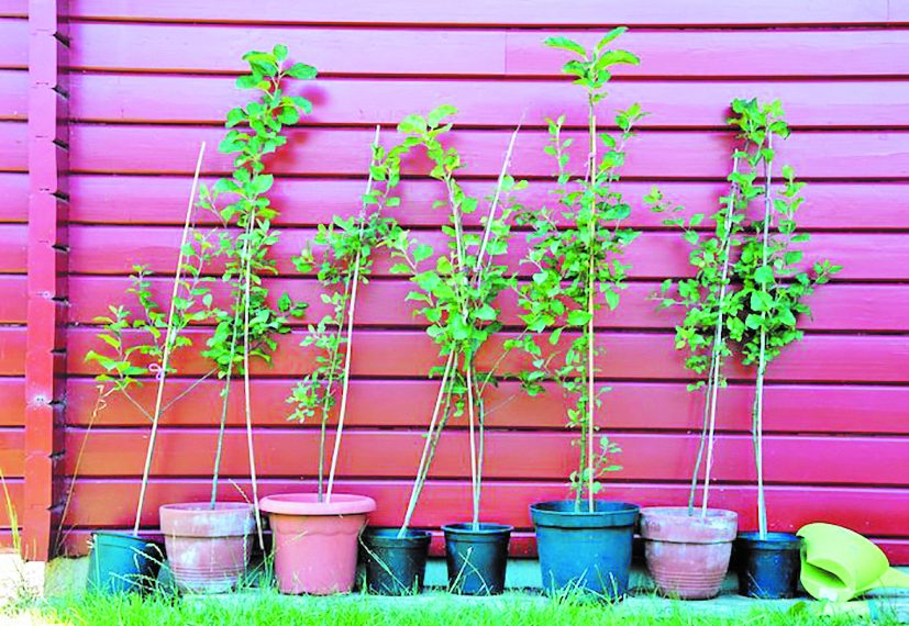 Глиняна бовтанка врятує корені від пересихання