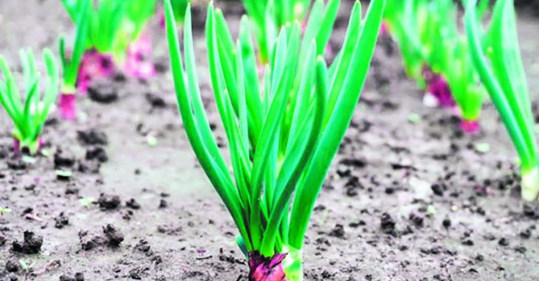 7 правил вирощування цибулі-шалот