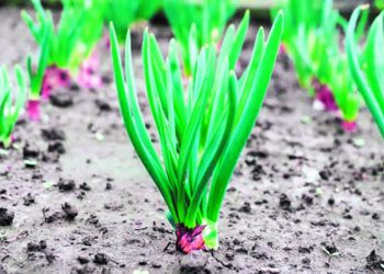 7 правил вирощування цибулі-шалот