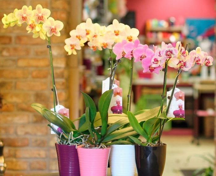 Орхідеї полийте льодом