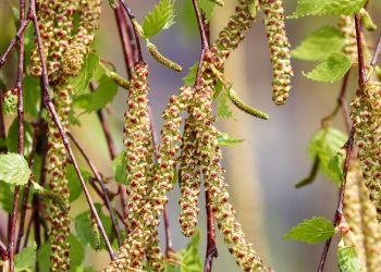 Поліноз – це всерйоз