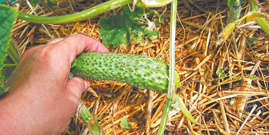 Чому огірки пустотілі?