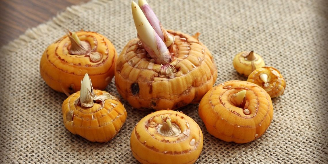 Сухі цибулини можна оживити