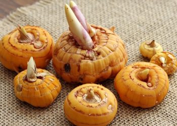 Сухі цибулини можна оживити