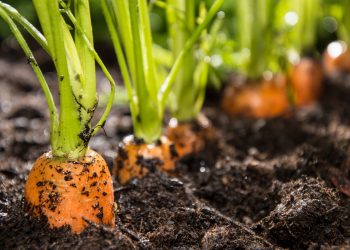 Насіння моркви — з власної грядки