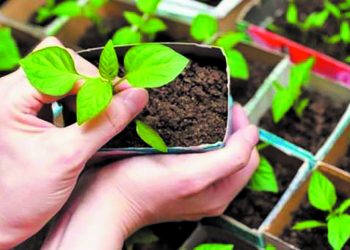 Загартовуєте сіянці — скоротіть поливи