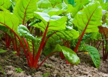 Буряк не любить тіні та холоду