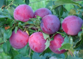 Колоновидні сливи: компактні, але недовговічні