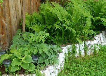 Папороть любить тінь і вологу