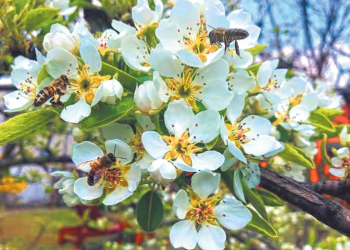 Травень на городі, в саду та квітнику