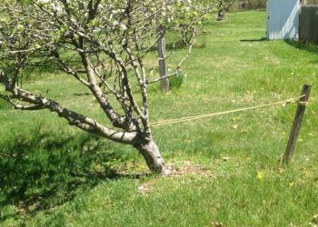 Похиле дерево вирівнюйте