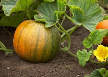 Гарбузи висівають у прогрітий ґрунт