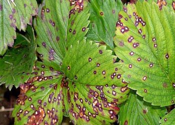 Як вилікувати садову суницю від бурої плямистості