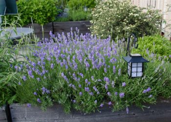 Лаванда легко приживеться