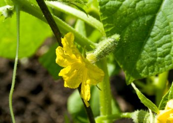 Своєчасне підживлення — щедрий урожай