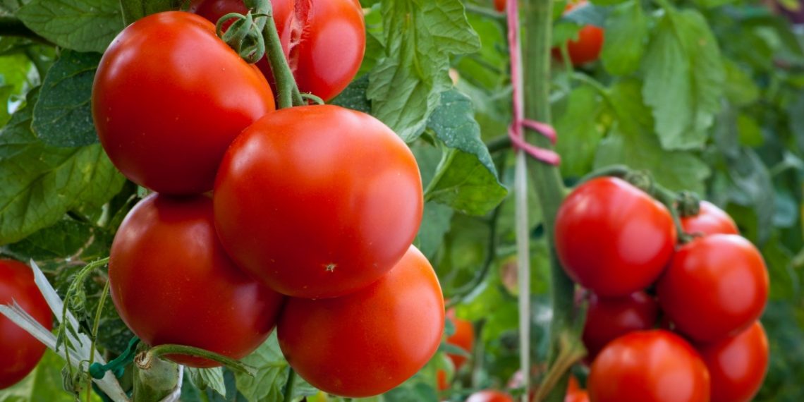 На кущі – до 50 помідорів