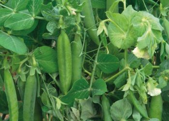 Горох потребує підтримки