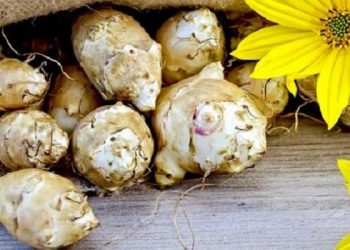 Чи люблять кроти топінамбур?