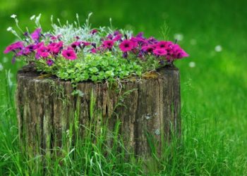 І пень розквітне…