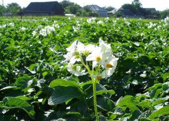 Ефективний засіб від колорадського жука — листя горіха