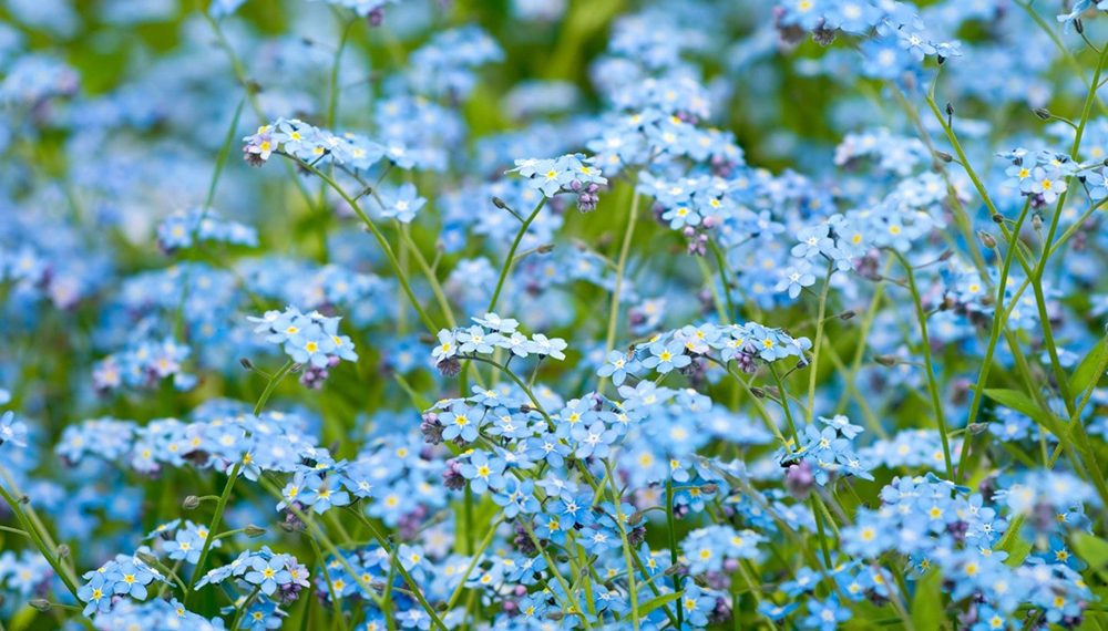 У червні висіваємо дворічники