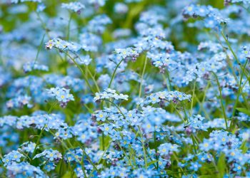 У червні висіваємо дворічники