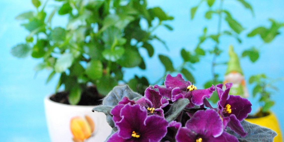 Смаколики для квітів: натуральні добрива