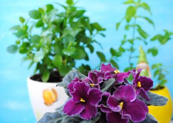 Смаколики для квітів: натуральні добрива