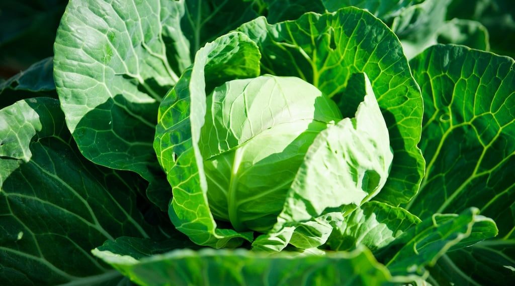Чому капуста стає фіолетовою?