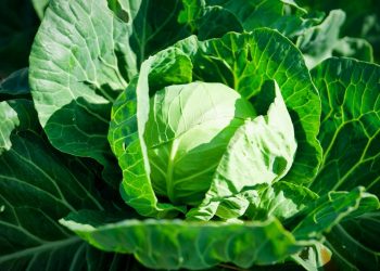 Чому капуста стає фіолетовою?