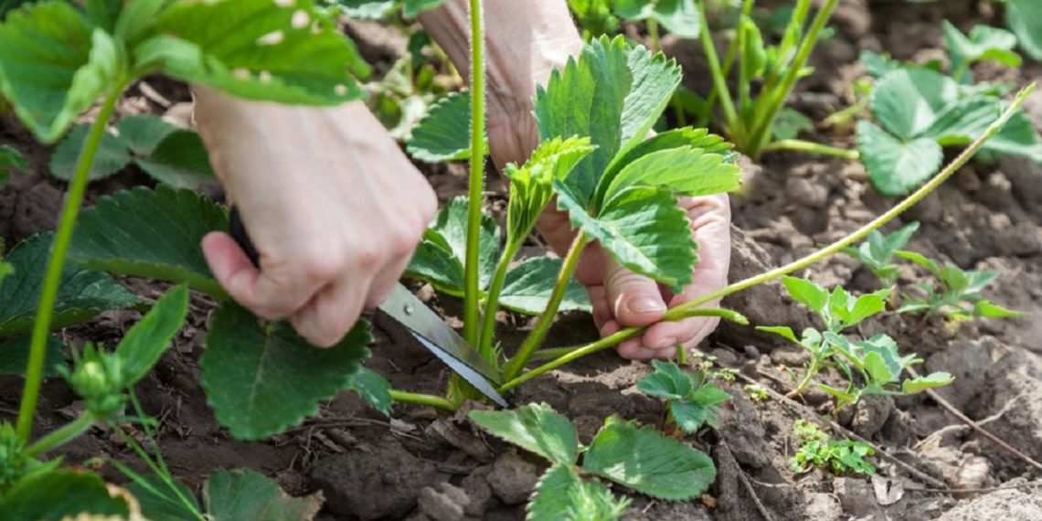 Вуса краще обрізати