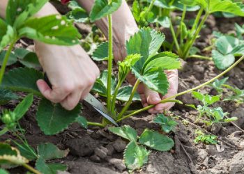 Вуса краще обрізати